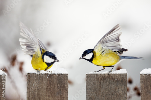 Photo: two Great Tits quarreling on a garden fence two Great Tits quarreling on a garden fence