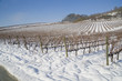 vigneto innevato
