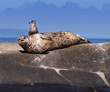 Seal and Seagull