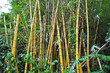 yellow bamboo plants