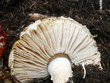 Amanita muscaria