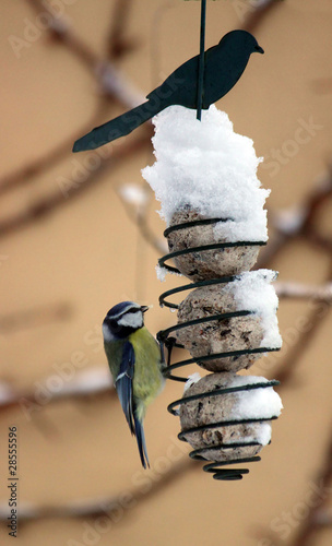 Foto: Blaumeise am Meisenknödel Blaumeise am Meisenknödel
