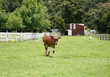 Calf in paddock