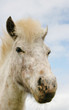 Miniature horse