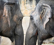 Elephant head