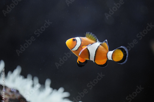 Photo: Nemo Nemo