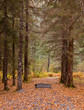 Autumn Path
