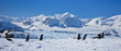a large group of penguins
