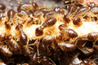 group of termite