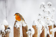 European Robin perching on a garden fence in winter European Robin perching on a garden fence in winter