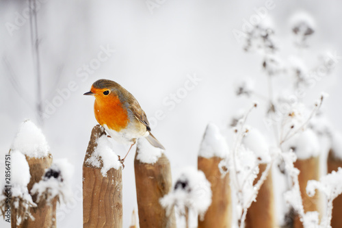 Photo: European Robin perching on a garden fence in winter European Robin perching on a garden fence in winter