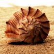 Photo: Muschel spiralförmig Muschel spiralförmig