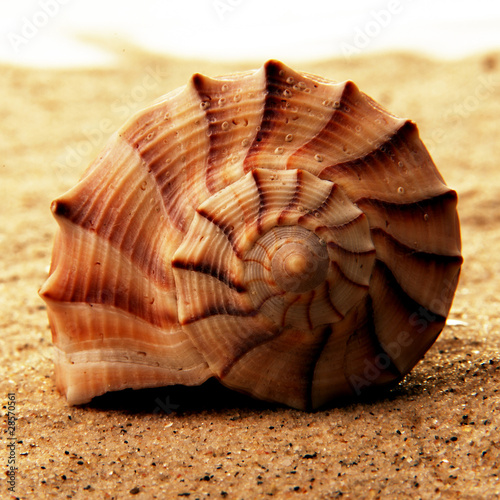 Foto: Muschel spiralförmig Muschel spiralförmig
