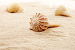 Muscheln im Sand