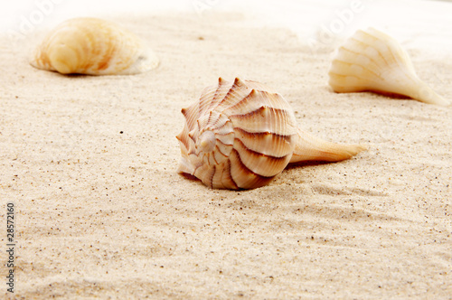 Photo: Muscheln im Sand Muscheln im Sand