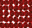 rose background