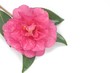 Camellia