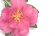 Camellia