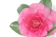Camellia