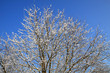 Cresta di neve