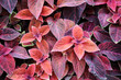 Photo: Design of Coleus Design of Coleus