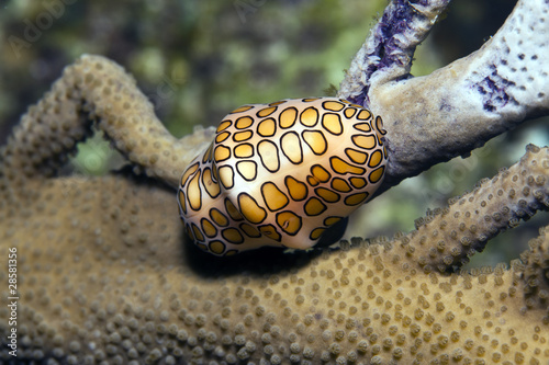 Photo: flamingo tongue flamingo tongue