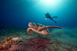Photo: male green turtle and videographer. male green turtle and videographer.