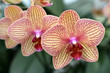 Orchids