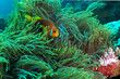 Blackfotted Anemonefish