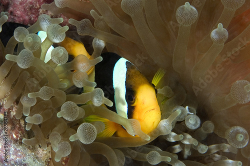 Clarkii Anemonefish