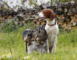 Dog with trophies Dog with trophies