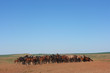 Horse herd grazing on the steppe red clay hills