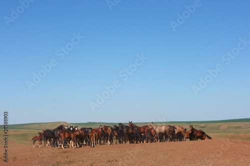Photo: Horse herd grazing on the steppe red clay hills Horse herd grazing on the steppe red clay hills
