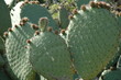 Cactus Cactus