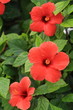 Hibiskusblüten