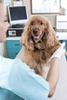 Photo : Veterinary with dog Veterinary with dog