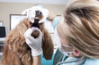 Photo : Veterinary controls dogs teeth Veterinary controls dogs teeth
