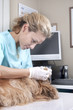 Photo : Lady veterinary examining the dog Lady veterinary examining the dog