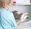 Pet intensive care unit