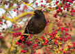 Male Blackbird (Turdus merula) Male Blackbird (Turdus merula)