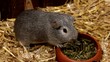 Das graue Meerschweinchen am Futternapf