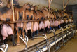 chèvres en salle de traite