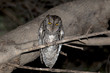 Assiolo,Otus scops,Scops Owl
