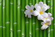 bamboo