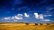 Horse on grassland