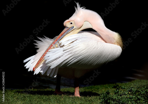 Photo: Pelican Pelican