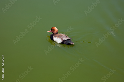 Photo: Duck in water of lake Duck in water of lake