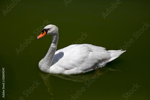Photo: Swan on the water Swan on the water