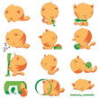 cute cat different positions