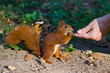 Photo: Red squirrel in the natural environment Red squirrel in the natural environment